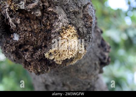 Adventitious or aerial roots on trunk and branches of Plumeria tree (Plumeria obtusa) during monsoon season : (pix Sanjiv Shukla) Stock Photo