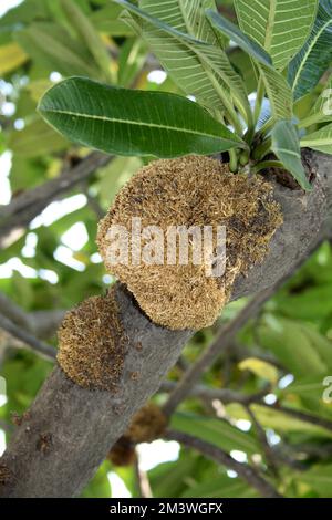 Adventitious or aerial roots on trunk and branches of Plumeria tree (Plumeria obtusa) during monsoon season : (pix Sanjiv Shukla) Stock Photo