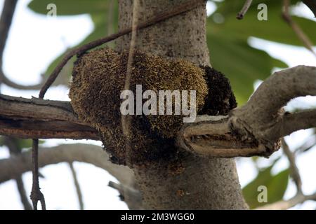 Adventitious or aerial roots on trunk and branches of Plumeria tree (Plumeria obtusa) during monsoon season : (pix Sanjiv Shukla) Stock Photo