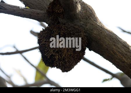 Adventitious or aerial roots on trunk and branches of Plumeria tree (Plumeria obtusa) during monsoon season : (pix Sanjiv Shukla) Stock Photo