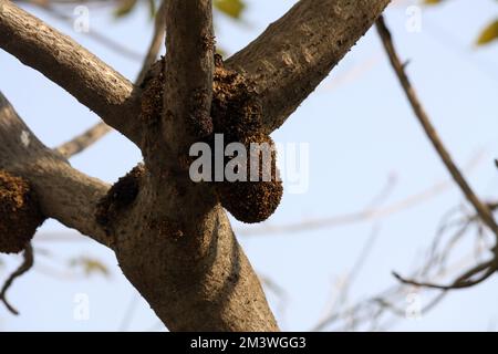 Adventitious or aerial roots on trunk and branches of Plumeria tree (Plumeria obtusa) during monsoon season : (pix Sanjiv Shukla) Stock Photo