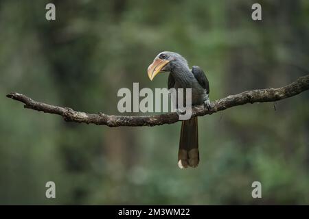 Most Beautiful Malabar Grey Hornbill having fruits with beautiful background at Coorg,Karnataka,India. This picture can be used as a wallpaper. Stock Photo