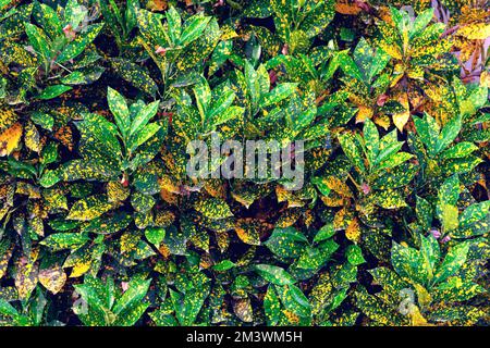 Background with leaves of a green-orange bush Stock Photo