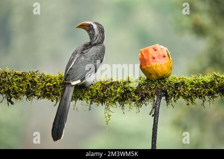 Most Beautiful Malabar Grey Hornbill having fruits with beautiful background at Coorg,Karnataka,India. This picture can be used as a wallpaper. Stock Photo