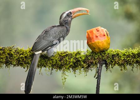 Most Beautiful Malabar Grey Hornbill having fruits with beautiful background at Coorg,Karnataka,India. This picture can be used as a wallpaper. Stock Photo