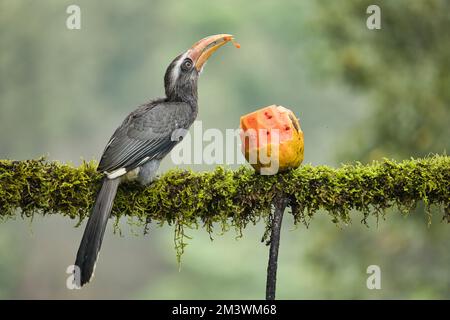 Most Beautiful Malabar Grey Hornbill having fruits with beautiful background at Coorg,Karnataka,India. This picture can be used as a wallpaper. Stock Photo