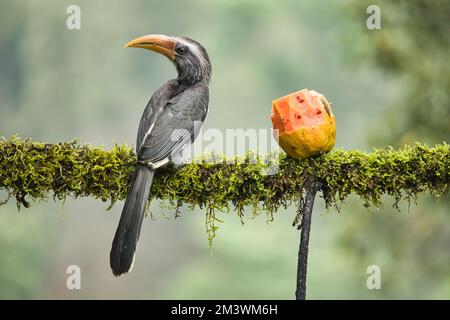 Most Beautiful Malabar Grey Hornbill having fruits with beautiful background at Coorg,Karnataka,India. This picture can be used as a wallpaper. Stock Photo