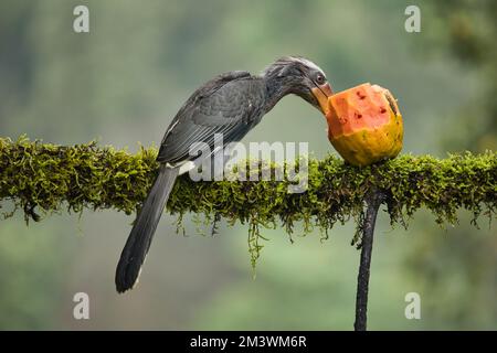 Most Beautiful Malabar Grey Hornbill having fruits with beautiful background at Coorg,Karnataka,India. This picture can be used as a wallpaper. Stock Photo