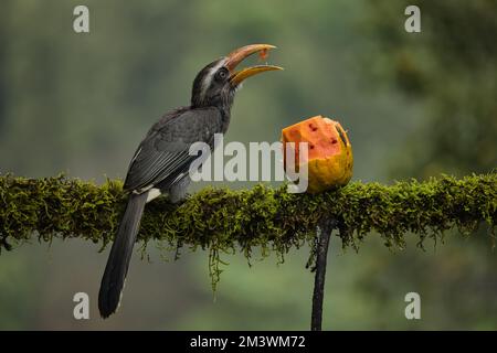 Most Beautiful Malabar Grey Hornbill having fruits with beautiful background at Coorg,Karnataka,India. This picture can be used as a wallpaper. Stock Photo