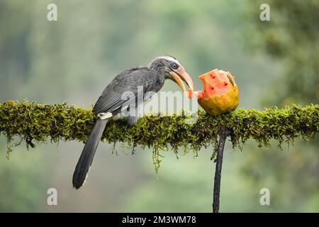 Most Beautiful Malabar Grey Hornbill having fruits with beautiful background at Coorg,Karnataka,India. This picture can be used as a wallpaper. Stock Photo