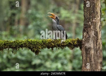 Most Beautiful Malabar Grey Hornbill having fruits with beautiful background at Coorg,Karnataka,India. This picture can be used as a wallpaper. Stock Photo