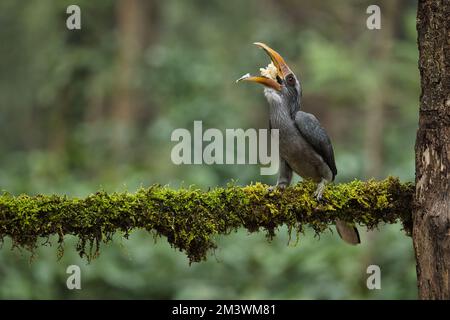 Most Beautiful Malabar Grey Hornbill having fruits with beautiful background at Coorg,Karnataka,India. This picture can be used as a wallpaper. Stock Photo