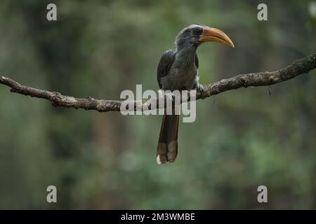 Most Beautiful Malabar Grey Hornbill having fruits with beautiful background at Coorg,Karnataka,India. This picture can be used as a wallpaper. Stock Photo