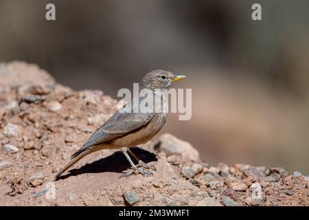 Desert lark, Ammomanes deserti. A common desert bird. Stock Photo