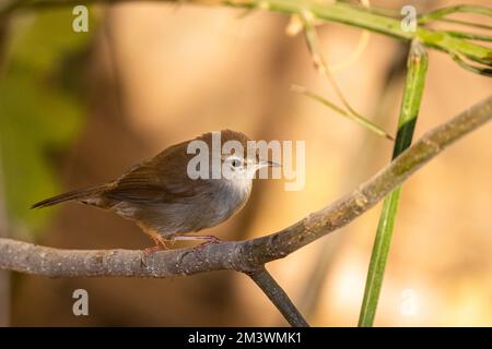 Common Nightingale, Rufous Nightingale, Luscinia megarhynchos Stock Photo