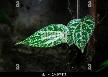 Indonesian traditional herbs plants, the Celebes pepper (Piper ornatum) Stock Photo