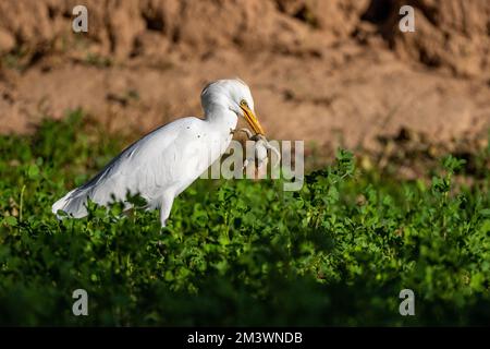 Bird with a caught toad.. Cattle egret, bubulcus ibis, Morocco Stock Photo