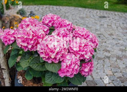 Beautiful blooming hydrangea bush with pink flowers, growing in a summer garden after rain Stock Photo