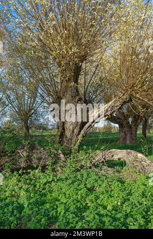 pollard willow (Salix),Rhineland,Germany Stock Photo