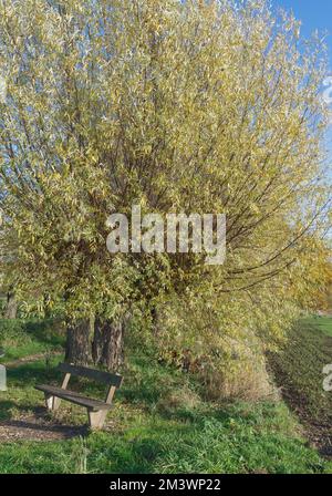 pollard willow (Salix),Rhineland,Germany Stock Photo