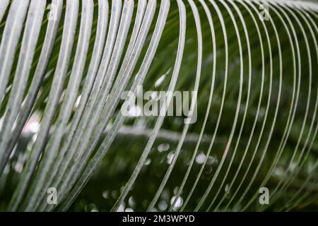 Abstract green blur palm leaf texture background. Copy space, tropical summer concept. Ecology and environment concept Stock Photo