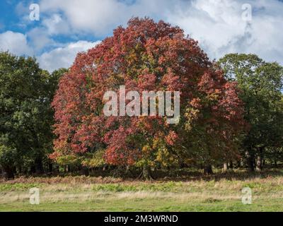Autumnal colour on trees in Richmond Park, London, UK. Stock Photo