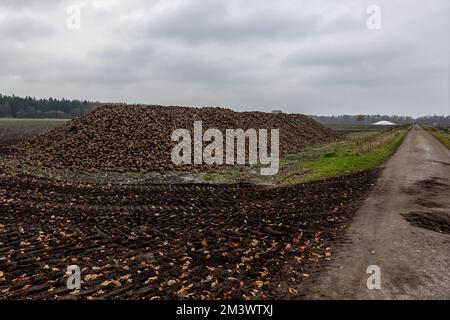 Harvested sugar beets in winter lying in a heap on the cropland, waiting for the truck for processing as sugar and animal feed in a factory Stock Photo