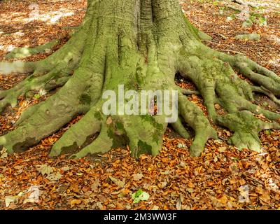 Oak tree roots and fallen leaves in winter Stock Photo