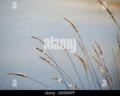 snow-dusted grasses at the waters edge Stock Photo
