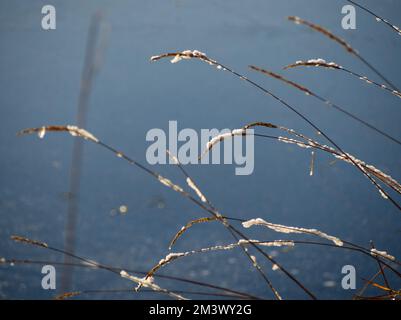 snow-dusted grasses at the waters edge Stock Photo