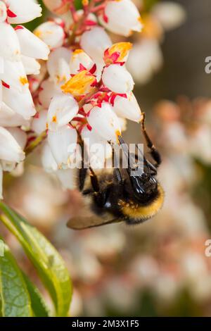 Garden Bumblebee (Bombus hortorum) adult queen feeding on Pieris japonica flowers in a garden. Powys, Wales. March. Stock Photo