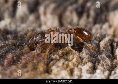 Ant Leptothorax acervorum worker on dead wood. Powys, Wales. April. Stock Photo