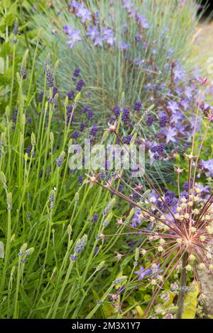 Allium schubertii flowering amongst Lavender and Campanula in a raised "Mediterranean" bed in a garden. Powys, Wales. June. Stock Photo