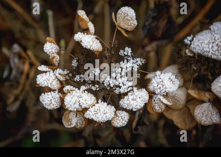 Brown hydrangea leaves and flower in winter, covered with sparkling ice crystals and snow Stock Photo