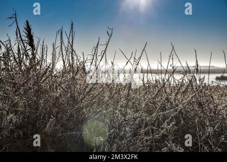 Den Helder, Netherlands. December 2022. Dutch winter landscape with frost. High quality photo Stock Photo