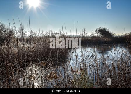 Den Helder, Netherlands. December 2022. Dutch winter landscape with frost. High quality photo Stock Photo