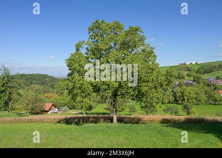 Wiese, Edelkastanie (Castanea sativa) bei Lipburg, Badenweiler, Markgräflerland, Baden-Württemberg, Deutschland Stock Photo