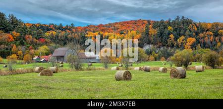 A beautiful autumn scene of hay bales covering a farm field in autumn near Chelsea, Quebec, Canada Stock Photo