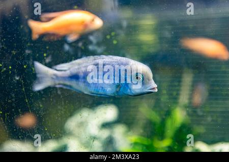 Cyrtocara moorii fish in the aquarium Stock Photo