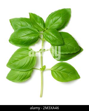Branch of fresh green sweet basil, from above. Also known as great or Genovese basil, Ocimum basilicum, a culinary herb in the mint family Lamiaceae. Stock Photo