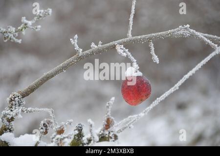 Schnee bedeckter Pfirsich am Baum im Winter Stock Photo