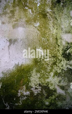 Concrete wall covered with green mold and moss. Stock Photo