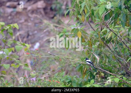 Magpie Tanager (Cissopis leverianus), a beautiful specimen of this very large tanager, perched on the branches in the high jungle or mountain area. Stock Photo