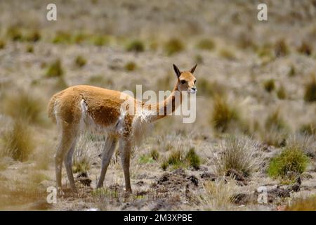 Vicuna (Vicugna vicugna) endangered animal, walking in the wild, grazing in the Andean highlands. Stock Photo