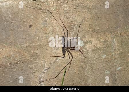 Tailless Whip scorpion (Damon variegatus) Stock Photo