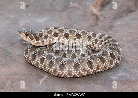 Western hognose snake (Heterodon nasicus) Stock Photo