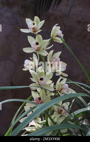 Natural Cymbidium Orchid. Yellow Cymbidium boat orchid flowers with patchy red to yellow lip petals Stock Photo