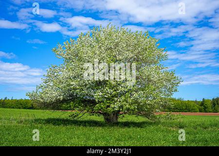 Lone apple tree in a farm landscape. Stock Photo