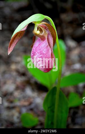 Wild lady slipper growing in the forest. Stock Photo