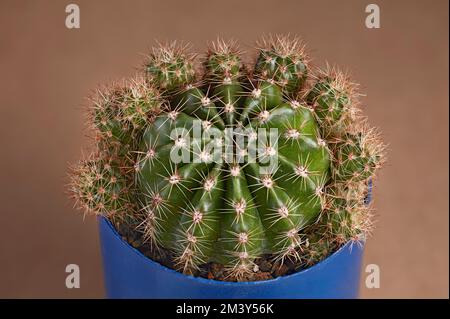 Close up of a cactus Echinopsis calochlora growing in a pot. Stock Photo